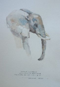 "Illustration Young Elephant 2"