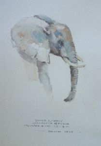 "Illustration Young Elephant 2"