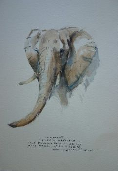 "Illustration Elephant 2"