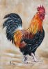 "Rooster 3"