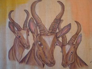 "African Springbuck"