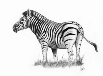 "Burchells Zebra"