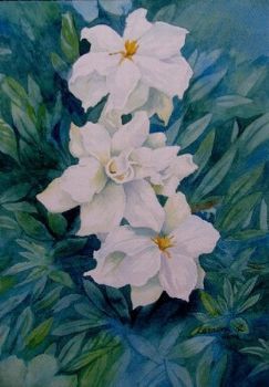 "White Magnolias"