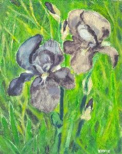"Iris"