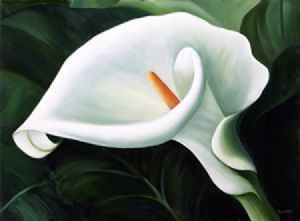 "Full Arum Lily"