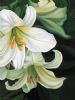 "St Joseph Lily 1"