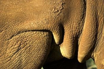 "Rhino Folds"
