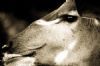 "Old Kudu Close Up"