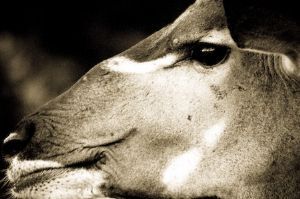 "Old Kudu Close Up"