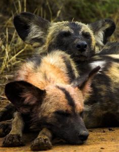 "Wild Dogs Resting"