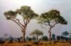 "Bushveld Trees"
