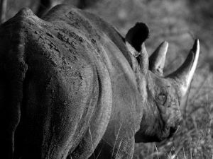 "Black Rhino"