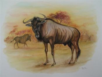 "Blouwildebees"