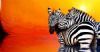 "Zebra at Sunset"