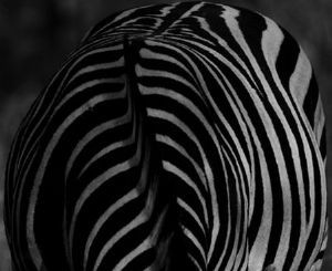 "Zebra Abstract"