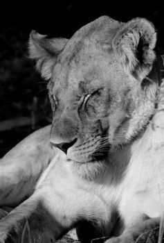 "Lioness Sleeping"