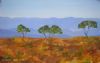 "Trees in Silhouette"