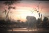 "Sunset in the Savuti"