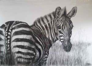 "Zebra"