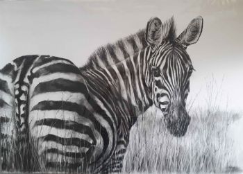 "Zebra"