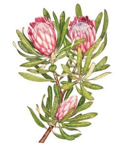 "Protea"