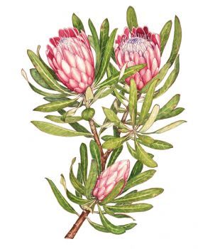 "Protea"