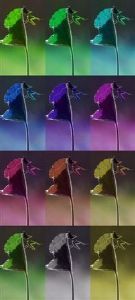"The Mantis Project"