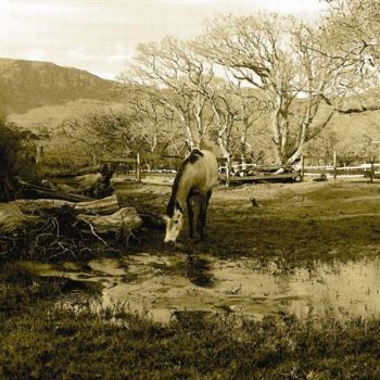 "The Common Horse"
