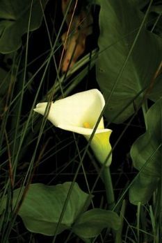 "The Lily Foundation B"