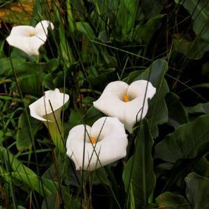 "The Lily Foundation C"