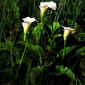 "The Lily Foundation"