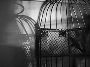 "bird cage 1"