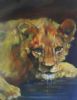 "lion cub portrait"