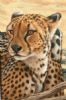 "Cheetah Portrait"