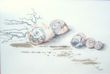"Shells II"