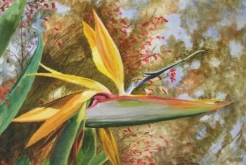 "Strelitzia"