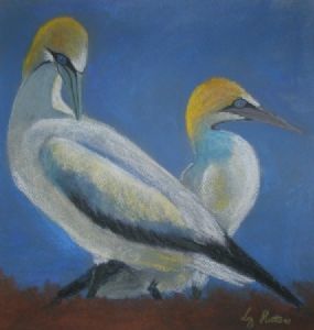 "Cape Gannets"