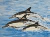 "Dolphins"