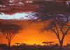 "Bushveld Sunset"