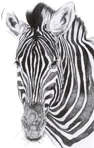 "Zebra"