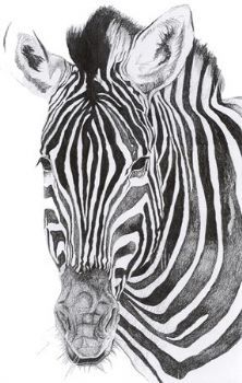 "Zebra"