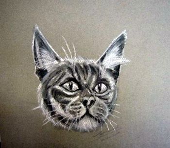 "Cat Grey"