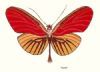 "Glitterfly6"