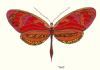 "Glitterfly 9"