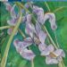 Irises