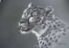 "Cheetah"