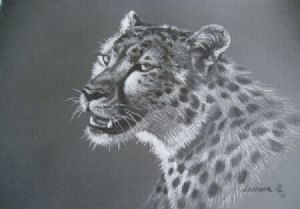 "Cheetah"