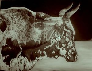"Nguni bull"