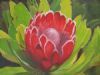 "Protea"