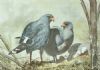 "Pale Chanting Goshawks at Nest"
